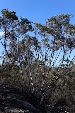 APII jpeg image of Eucalyptus stricta  © contact APII