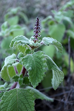 APII jpeg image of Plectranthus habrophyllus  © contact APII