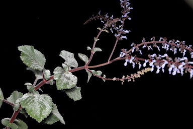 APII jpeg image of Plectranthus gratus  © contact APII