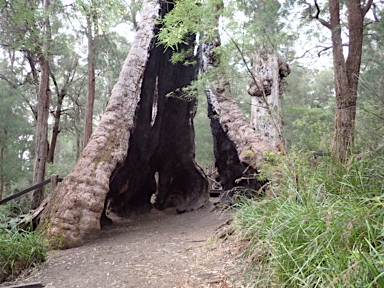 APII jpeg image of Eucalyptus jacksonii  © contact APII