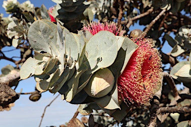 APII jpeg image of Eucalyptus macrocarpa subsp. elachantha  © contact APII