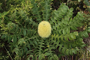 APII jpeg image of Banksia grandis  © contact APII