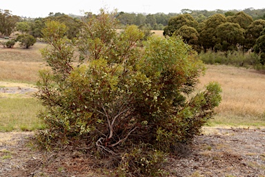 APII jpeg image of Eucalyptus captiosa  © contact APII