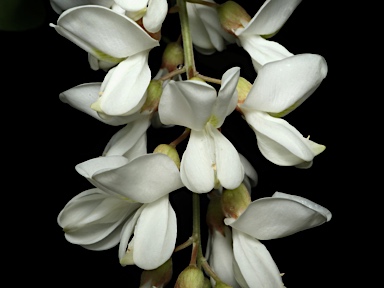 APII jpeg image of Robinia pseudoacacia  © contact APII