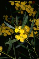 Acacia beckleri - click for larger image