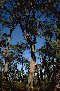 APII jpeg image of Eucalyptus baxteri  © contact APII