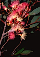 Eucalyptus sideroxylon - click for larger image