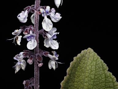 APII jpeg image of Plectranthus argentatus  © contact APII