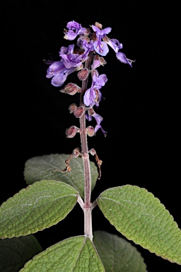 APII jpeg image of Plectranthus alloplectus  © contact APII