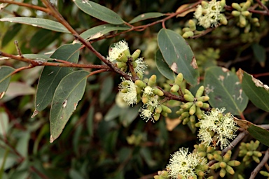 APII jpeg image of Eucalyptus botryoides  © contact APII