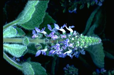 APII jpeg image of Plectranthus graveolens 'Bennelong Frosty Carpet'  © contact APII