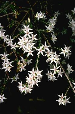 APII jpeg image of Calytrix alpestris  © contact APII