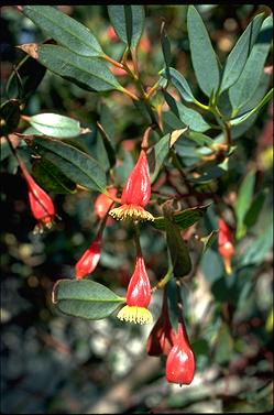 APII jpeg image of Eucalyptus dolichorhyncha  © contact APII