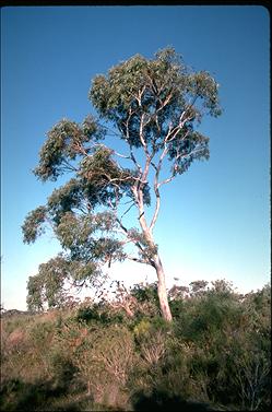 APII jpeg image of Eucalyptus haemastoma  © contact APII