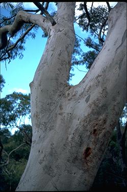 APII jpeg image of Eucalyptus haemastoma  © contact APII