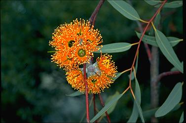 APII jpeg image of Eucalyptus miniata  © contact APII