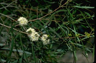 APII jpeg image of Eucalyptus pulchella  © contact APII