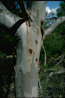 APII jpeg image of Eucalyptus pulchella  © contact APII