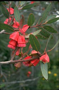 APII jpeg image of Eucalyptus tetraptera  © contact APII