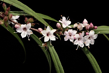 APII jpeg image of Myoporum bateae  © contact APII