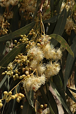 APII jpeg image of Eucalyptus camaldulensis subsp. camaldulensis  © contact APII