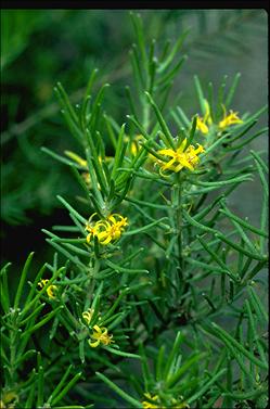 APII jpeg image of Persoonia curvifolia  © contact APII