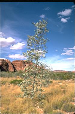 APII jpeg image of Grevillea wickhamii subsp. cratista  © contact APII