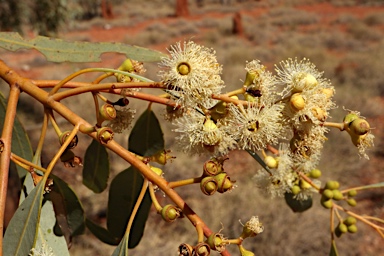 APII jpeg image of Eucalyptus leucophloia  © contact APII