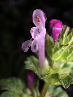 APII jpeg image of Lamium amplexicaule  © contact APII