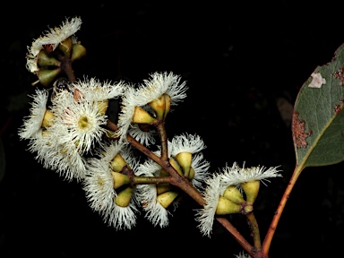 APII jpeg image of Eucalyptus petraea  © contact APII