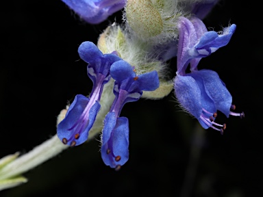 APII jpeg image of Plectranthus  © contact APII