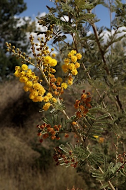 APII jpeg image of Acacia mollifolia  © contact APII