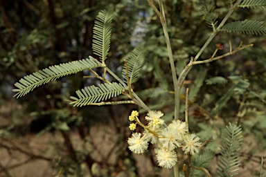 APII jpeg image of Acacia deanei subsp. paucijuga  © contact APII