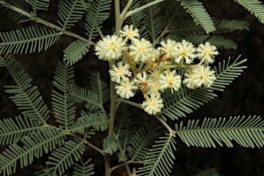 APII jpeg image of Acacia deanei subsp. paucijuga  © contact APII