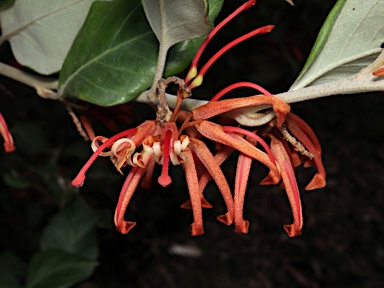 APII jpeg image of Grevillea oxyantha subsp. oxyantha  © contact APII