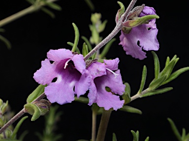 APII jpeg image of Prostanthera sp. nov.  © contact APII