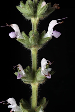 APII jpeg image of Salvia verbenaca  © contact APII