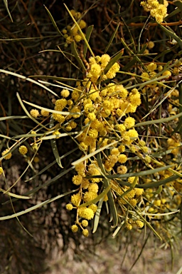 APII jpeg image of Acacia homalophylla  © contact APII