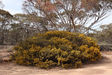 APII jpeg image of Acacia sclerophylla var. sclerophylla  © contact APII