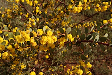 APII jpeg image of Acacia brachybotrya  © contact APII