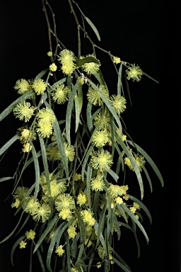 APII jpeg image of Acacia cognata 'Bower Beauty'  © contact APII