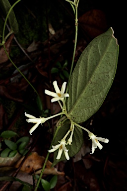 APII jpeg image of Parsonsia tenuis  © contact APII