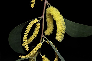 APII jpeg image of Acacia blakei subsp. diphylla  © contact APII