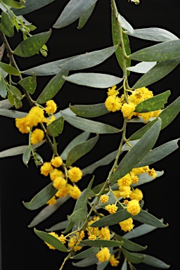 APII jpeg image of Acacia xanthina  © contact APII