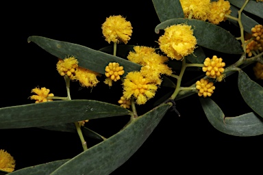 APII jpeg image of Acacia xanthina  © contact APII