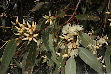 APII jpeg image of Eucalyptus tereticornis subsp. tereticornis  © contact APII