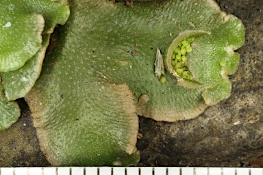 APII jpeg image of Lunularia cruciata  © contact APII