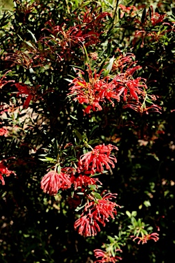 APII jpeg image of Grevillea 'Bloodline'  © contact APII