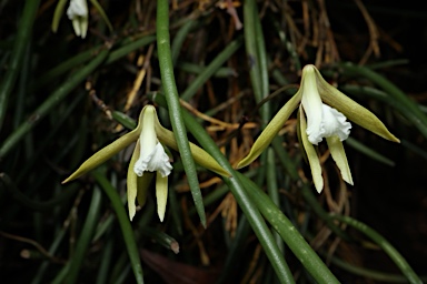 APII jpeg image of Dockrillia teretifolia  © contact APII