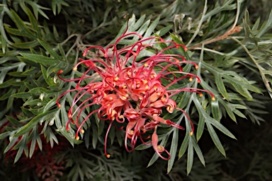 APII jpeg image of Grevillea 'Peach Melba'  © contact APII